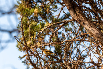 Phylloscopus canariensis pertenece a la familia de 	Phylloscopidae.