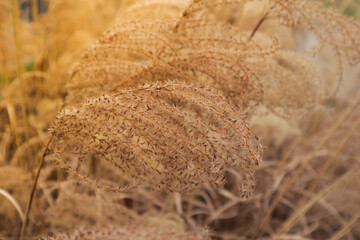 Background image, with bright light in the left corner from the sun during dawn. Yellow-golden, long, beautiful grass on a field in the wild. Empty space for text. Wild plant developing in the wind.