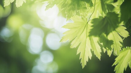 Fototapeta premium Fresh Green Leaves in Sunlight Creating a Bright and Natural Scene