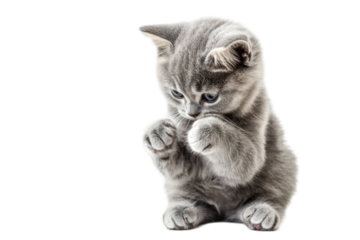 Adorable generic animal with big eyes in a curious pose with paws together on transparent background