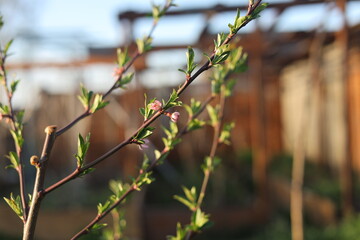grass in the wind