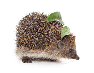 One hedgehog with a leaves.