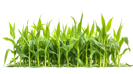 High-Quality PNG Cutout of a Zea Mays Crop Field with a Transparent Backdrop for Seamless Editing