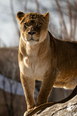 lioness in zoo