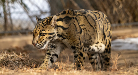 clouded leopard