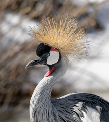 Fototapeta premium grey crowned crane