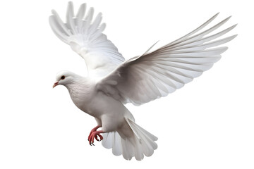 Isolated Flying White Dove