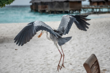 Beautiful bird on the beach on Maldives