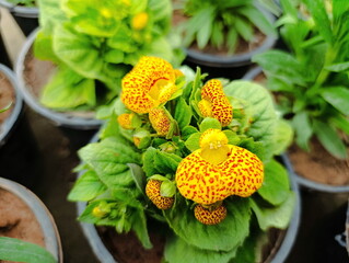 Calceolaria Herbeohybrida Group, also called Calceolaria ×herbeohybrida Voss, is a cultivar group of hybrids in the genus Calceolaria, derived from three species from Chile and Argentina, C. crenatifl