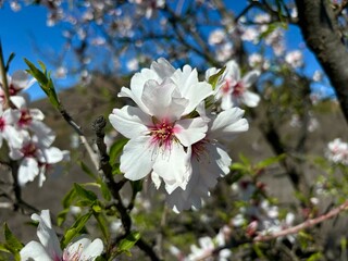 White and pink almond flowers on a blue sky background, San Miguel de Abona, Tenerife, Canary Islands, Spain 