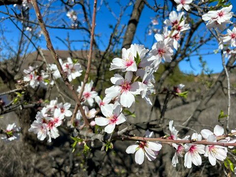 Almond tree branches full of white and pink blossoms in the sun isolated close-up on a blue sky background, Tenerife, Canary Islands, Spain 