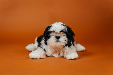 little shih tzu puppy on orange background. young purebred dog puppy on color background