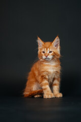 orange maine coon kitten on black background. young purebred maine coon cat dark golden color