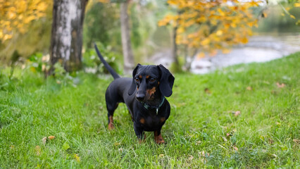 Little dachshund dog standing on green grass.
