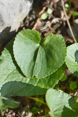 Common blue violet leaves