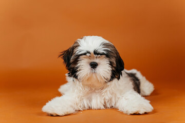 little shih tzu puppy on orange background. young purebred dog puppy on color background