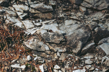 Nature's artistry unfolds through intricate layers of stone, sprinkled with pine needles, depicting a serene moment in the wilderness at dusk