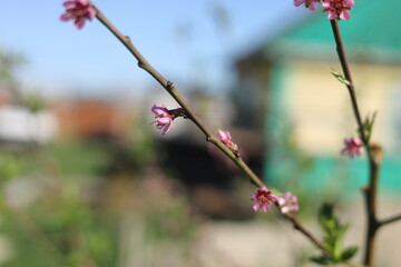 pink flowers on a branch