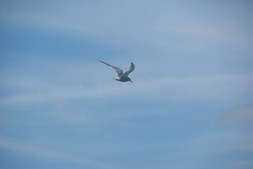 Fototapeta premium A common tern in flight against a blue sky