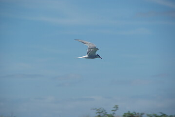 A common tern in flight against a blue sky