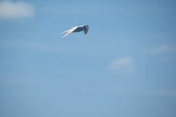 A common tern in flight against a blue sky