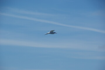 A common tern in flight against a blue sky