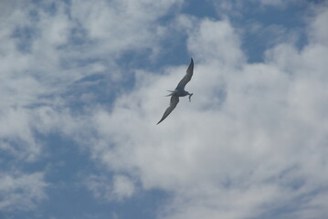 Flying Arctic tern with prey in beak, after a hunt against a slightly cloudy sky.
