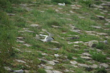 Arctic tern landing at the Eidersperrwerk tern colony