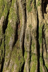 Spannrückigkeit bei einer alten Hainbuche (Carpinus betulus)