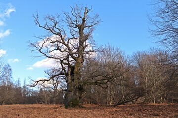 Uralte Eiche im Urwald Sababurg im Winter