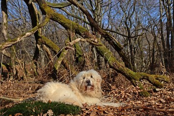 Goldendoodle liegt vor uralter Eiche im Wald