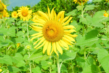 Pathway with Sunflower blooming in the field,closeup sunflower in full bloom,creating a natural abstract background in Summer time,Field of sunflowers,warm light of the setting sun..