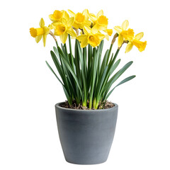A Vibrant Yellow Daffodil Plant in Full Bloom Isolated on Transparent Background