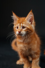 orange maine coon kitten on black background. young purebred maine coon cat dark golden color