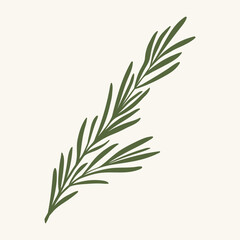 Green rosemary branch, flat vector illustration
