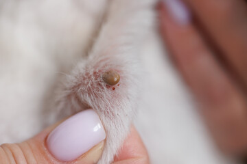 Close-up of an engorged tick on pet fur, highlighting parasite infestation and veterinary concern.