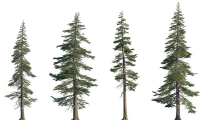 Set of Abies concolor (the white fir, concolor fir, or Colorado fir) frontal set trees isolated png...