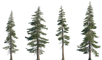 Set of Abies concolor (the white fir, concolor fir, or Colorado fir) frontal set trees isolated png on a transparent background perfectly cutout