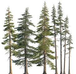Set of Abies concolor (the white fir, concolor fir, or Colorado fir) frontal set trees isolated png...