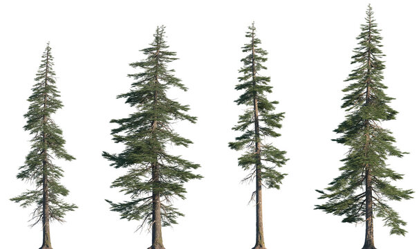Set of Abies concolor (the white fir, concolor fir, or Colorado fir) frontal set trees isolated png on a transparent background perfectly cutout