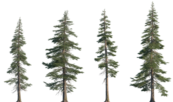 Set of Abies concolor (the white fir, concolor fir, or Colorado fir) frontal set trees isolated png on a transparent background perfectly cutout - Powered by Adobe