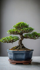 A small bonsai tree in a pot, adding tranquility to any space.