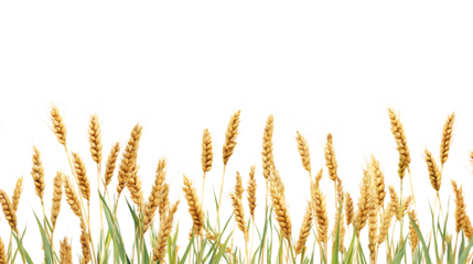 Wheat Crop PNG Cutout on a Transparent Backdrop, Perfect for Graphics, Presentations, and Digital Art