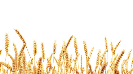High-Quality PNG Cutout of a Wheat Crop with a Transparent Backdrop for Seamless Editing and Creativity