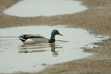 male mallard in puddle