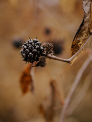 Eleutherococcus prickly. A branch with a fruit in an autumn forest. Macro. Yellow leaves. Late autumn