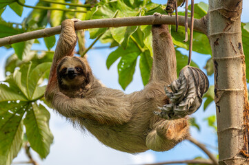 Fototapeta premium Cute sloth (Bradypus) hanging on tree branch with funny face look, perfect portrait of wild animal in the Rainforest
