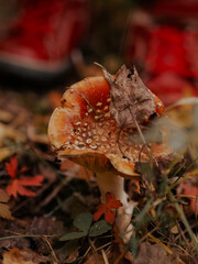 A poisonous mushroom in the autumn forest. Fly agaric in the forest.