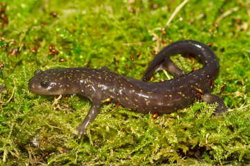 Obraz premium Closeup on a Japanese streamside Hida or Hondo salamander Hynobius okiensis on green moss