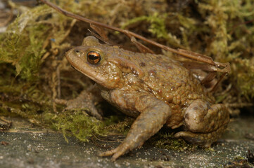 Closeup on a Common European toad , Bufo bufo read for the spring